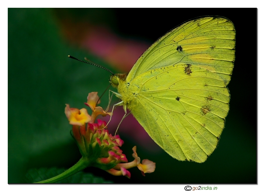 yellow winged butterfly on a flower