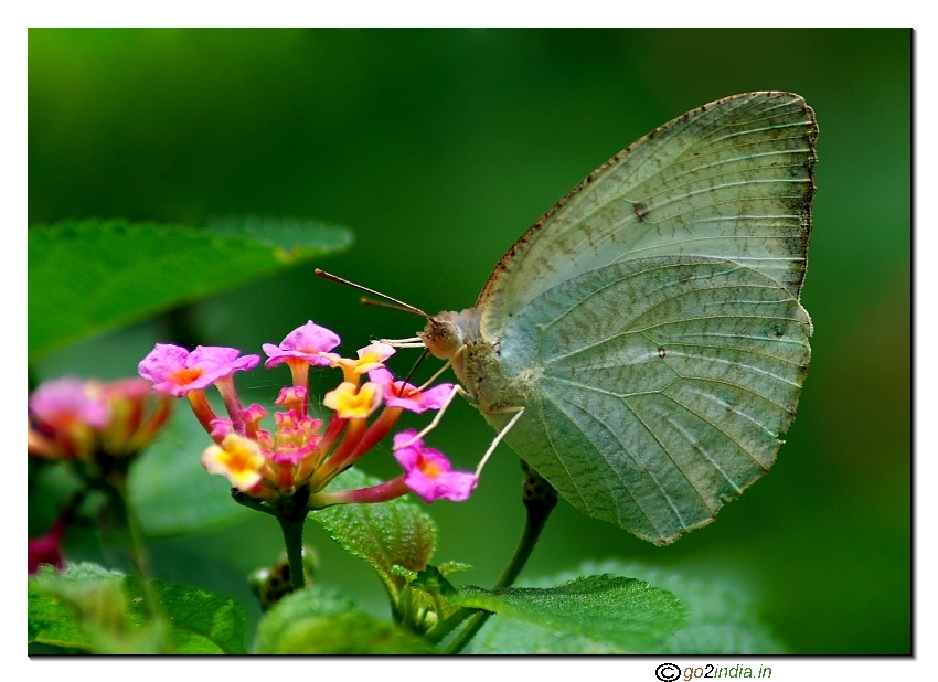 White winged butterfly on a flower