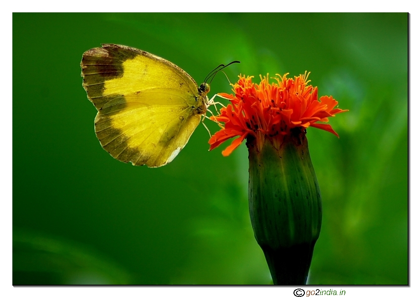 common grass yellow winged with black tips butterfly