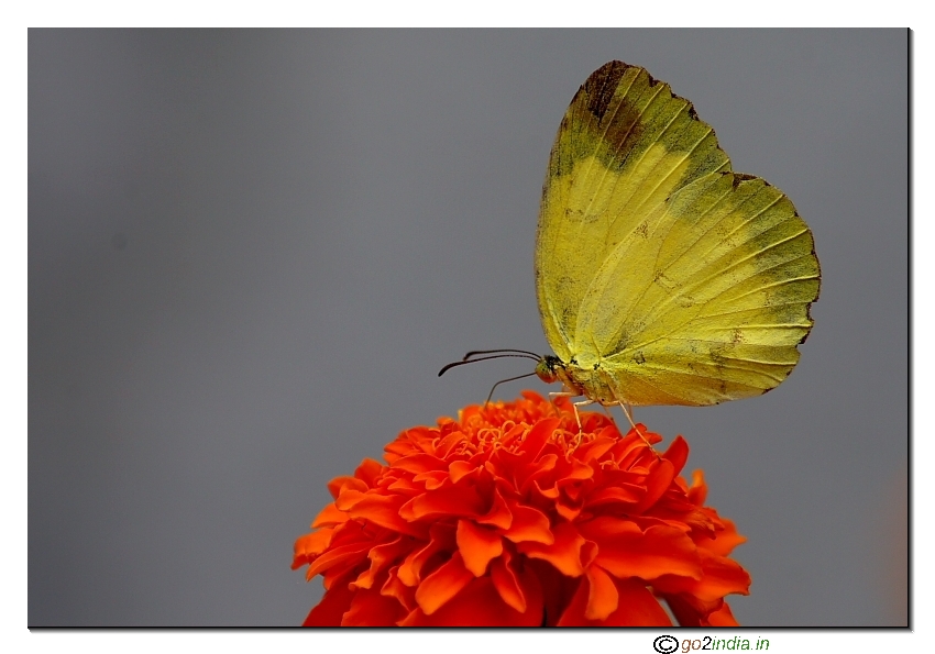 common grass yellow  butterfly on a Marigold flower