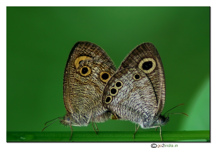 Common Five-ring butterflies mating close up