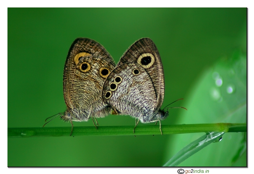 Common Five ring butterflies mating