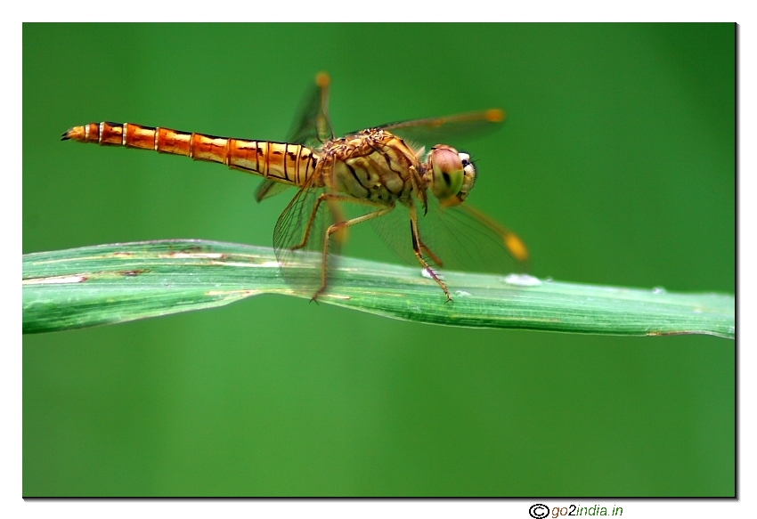 Dragon fly parallel shot