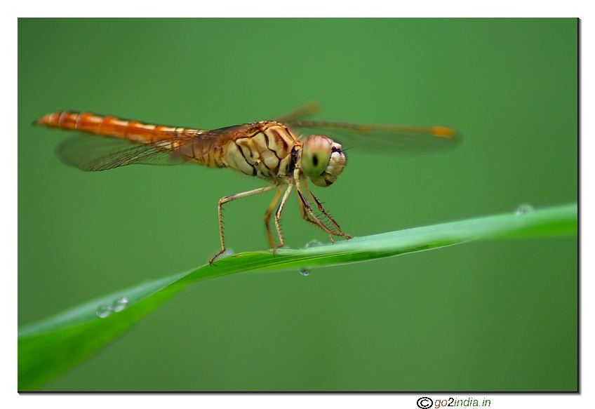 Dragon fly left side angled shot