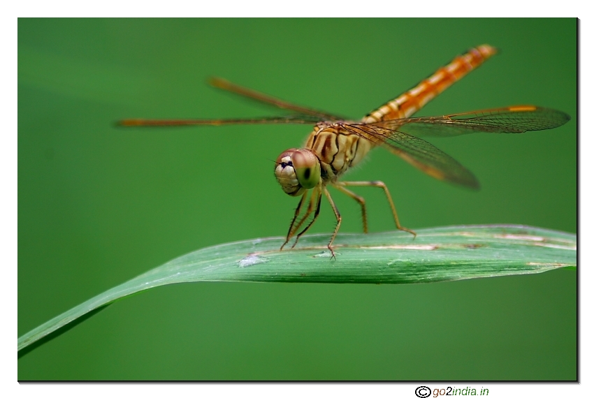 Dragon fly left side angled shot
