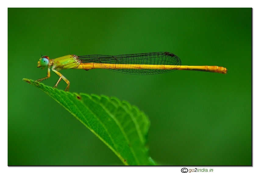 Damsel with free space in the frame