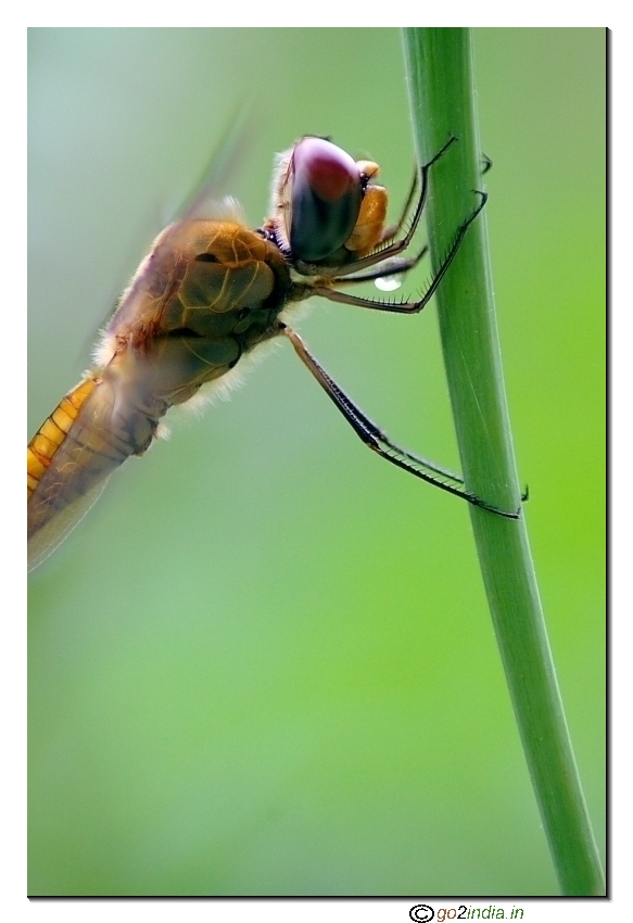 Dragon fly side pose