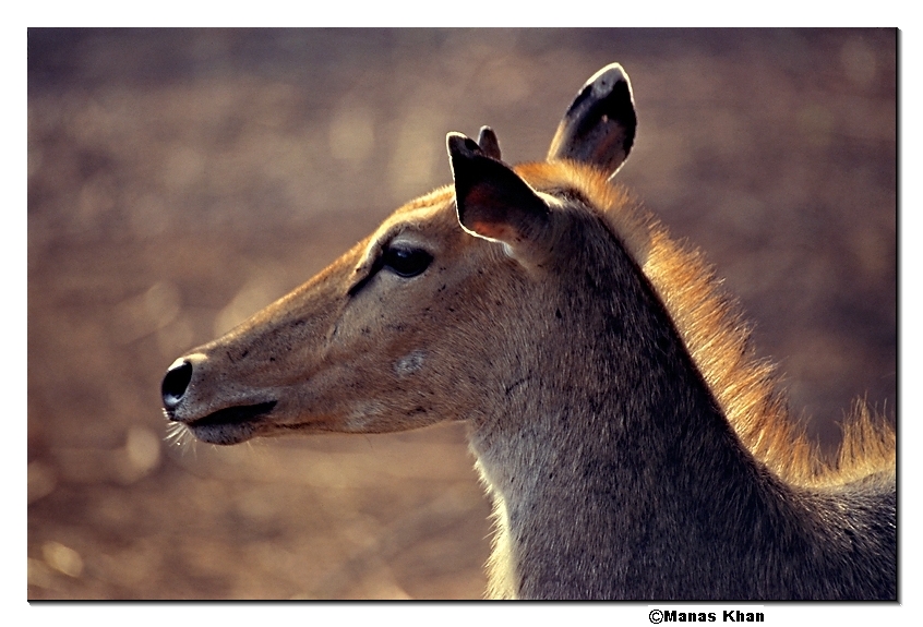 Nilgai