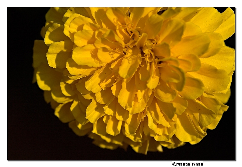Marigold