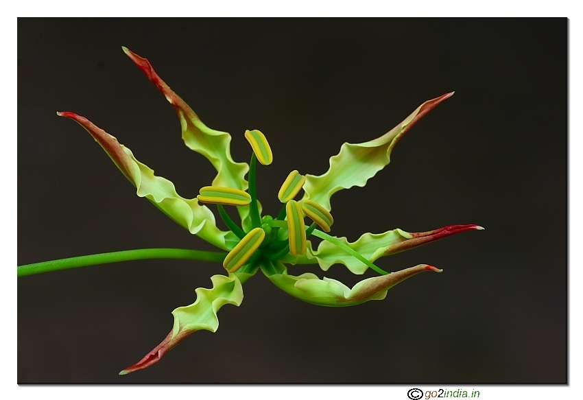 Wild flower macro 150mm sigma 350D Canon