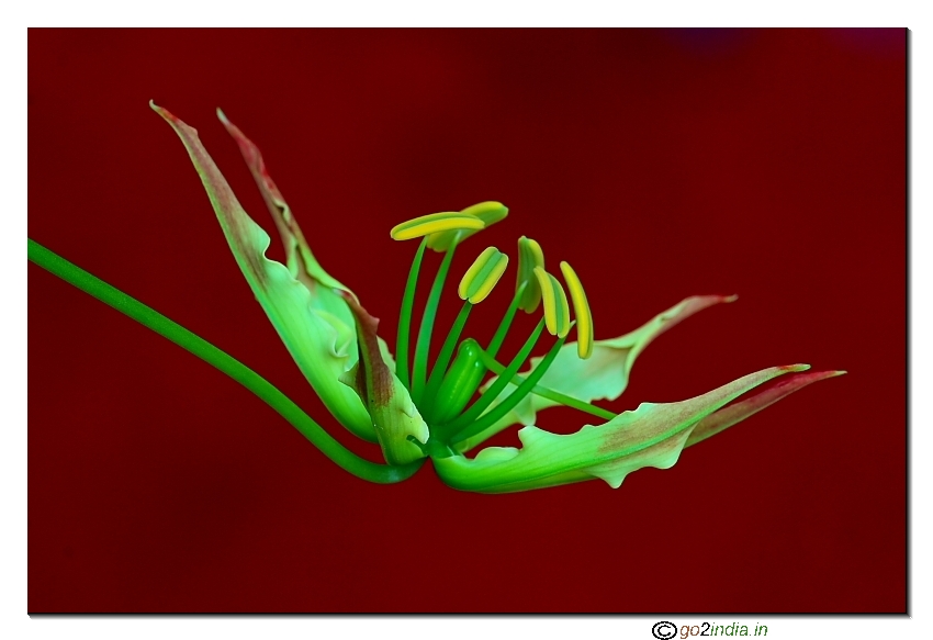 Wild flower macro 150mm sigma 30D Canon