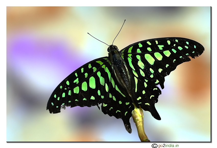 tailed jay Butterfly Graphium Agamemnon Sigma 150mm macro lens on 30D Canon