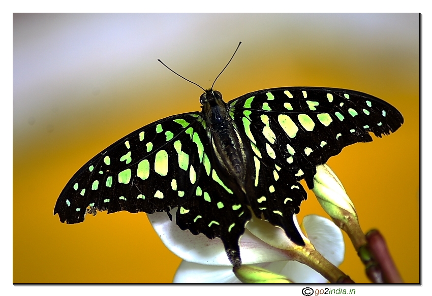 tailed jay Butterly  Graphium Agamemnon  Tamron 70-300 on 30D macro