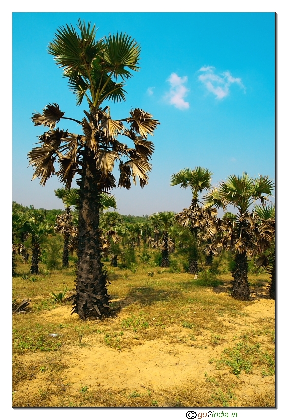 Trees beach East coast  Vizag Erra matti dibbalu Rishi konda