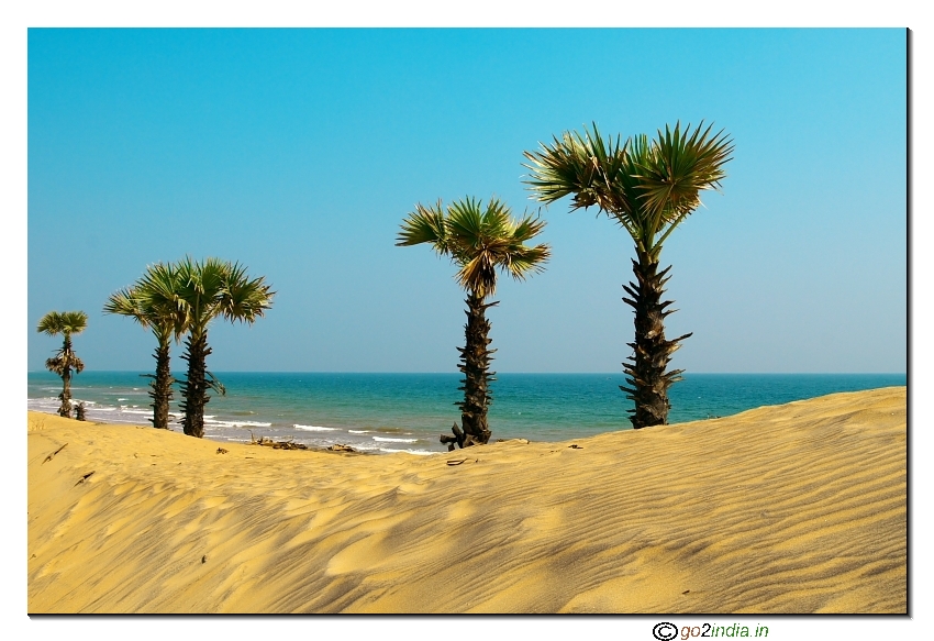 Palm tree line photograph Erra matti dibbalu rishikonda beach