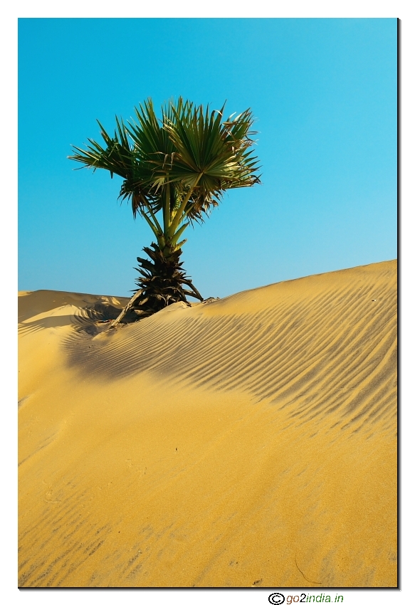 Beach with tree and sand