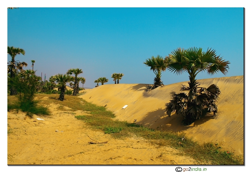 Palm trees near beach Erra matti dibbalu Rishi konda Beach