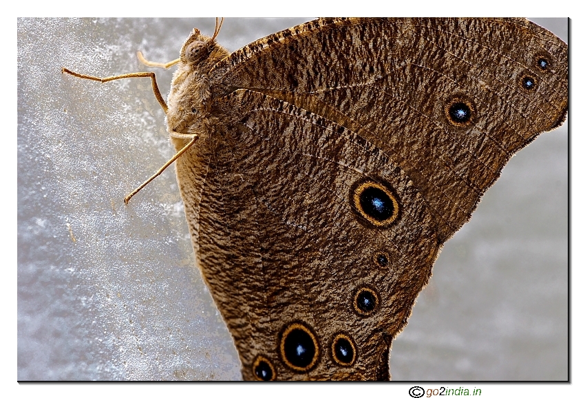 Common Evening Brown Butterfly close up photo Sigma 150mm macro Canon 30D