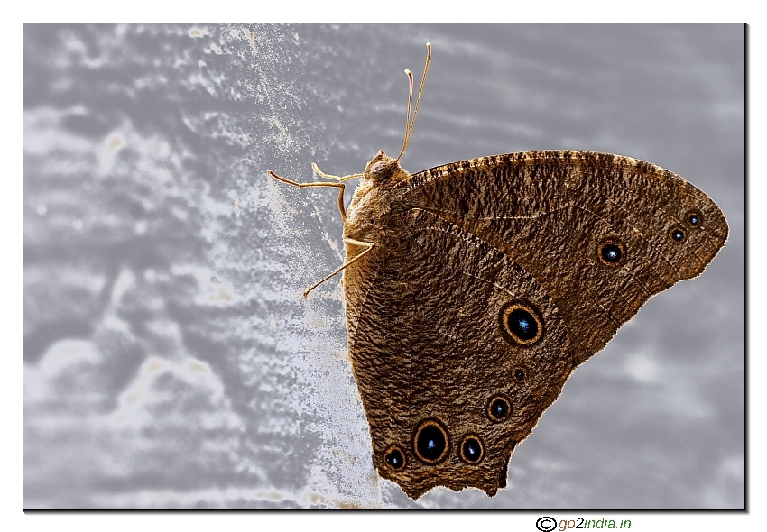 Melantis leda Common Evening Brown Butterfly  Sigma 150mm macro Canon 30D 