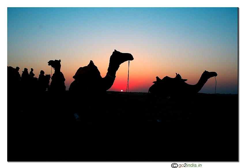 Camel during sunset time at Sam Sand dunes near Jaisalmer