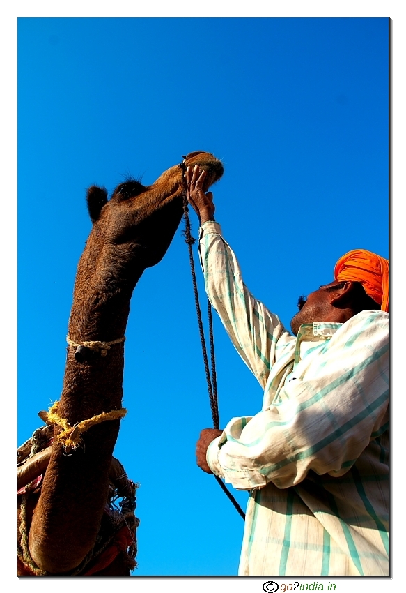 Camel owner 