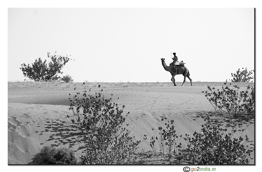 Camel and desert 