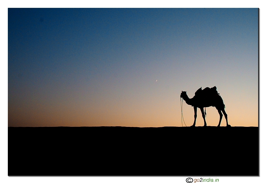 Camel during sunset at Jaisalmer desert 