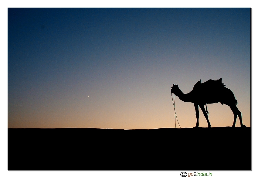 Camel and moon during sunset at Jaisalmer