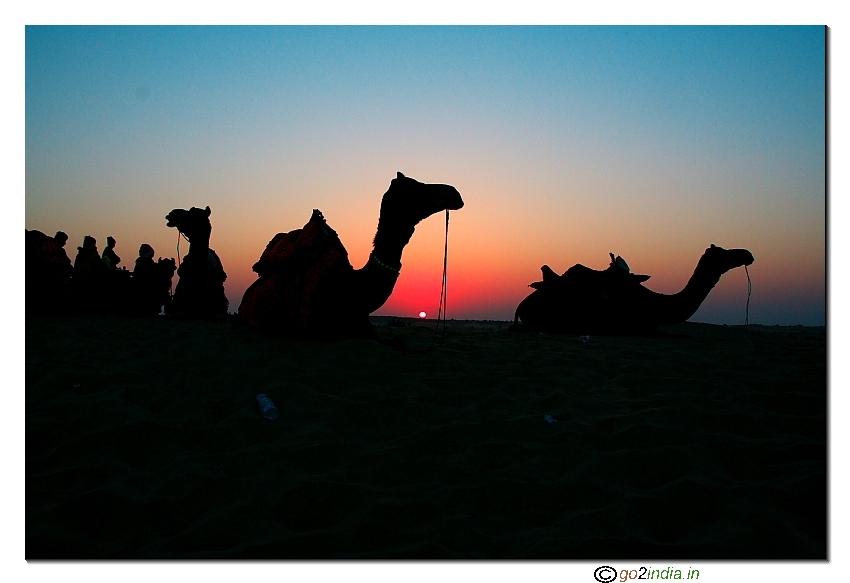 Camels during sunrise time at Sam