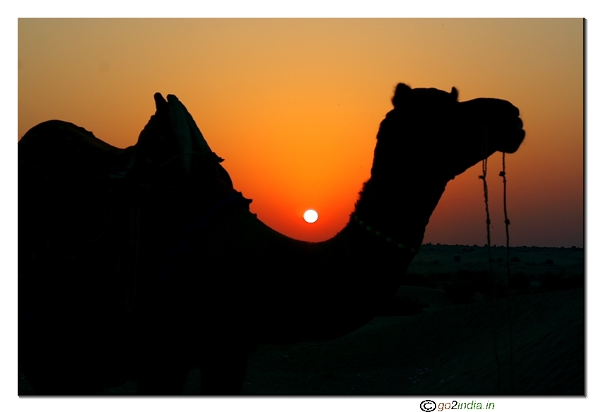 Sunrise at Sam Sand dunes with camel