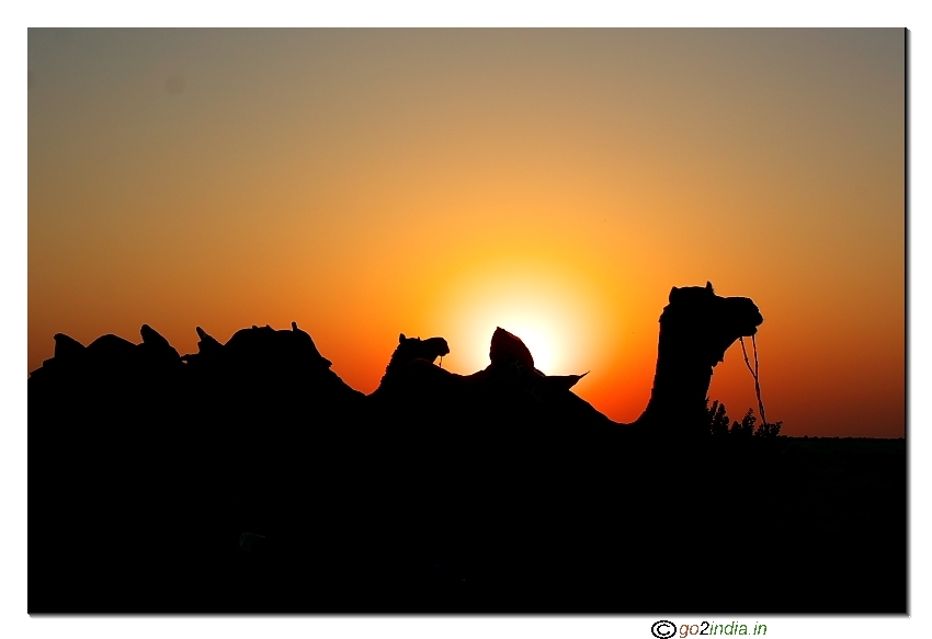 Sunrise behind camels