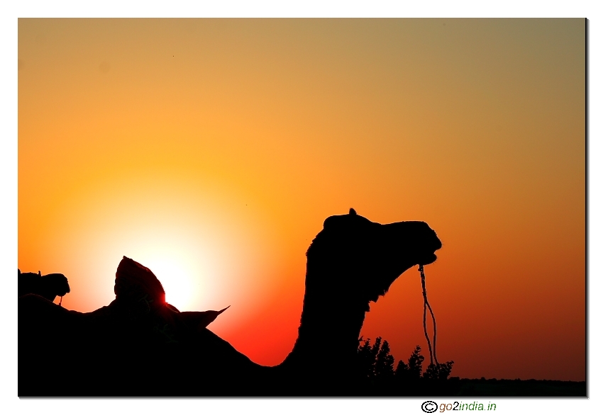 sunrise with camel at front
