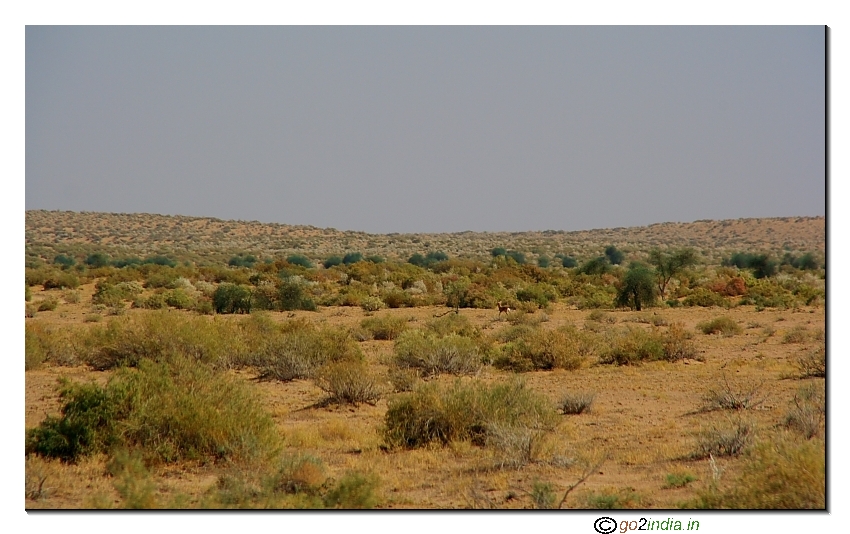 Desert in afternoon near Jaisalmer