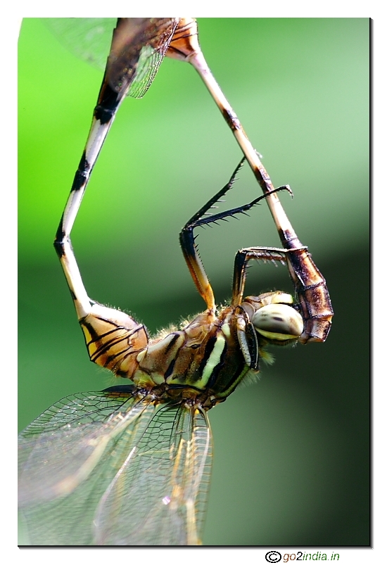 Dragon fly mating bottom holding the tail from 150Sigma macro lens