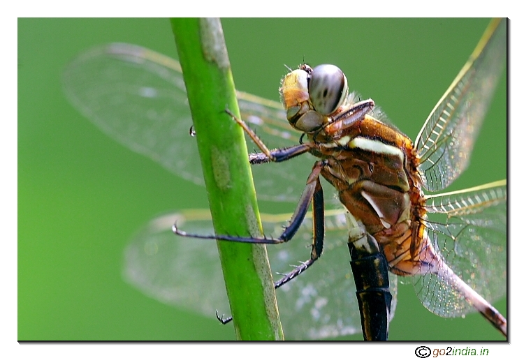 Dragon fly mating close up
