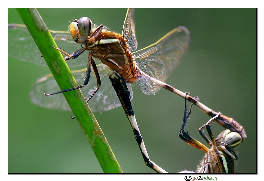 Dragon flies mating photo