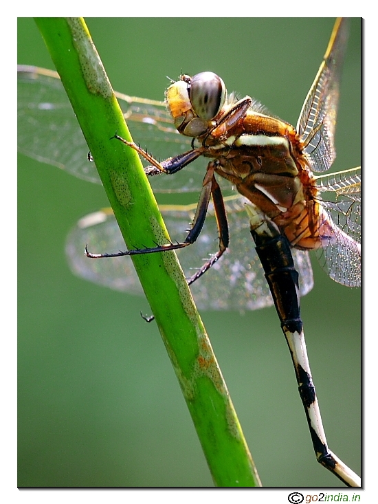 Dragon fly mating position