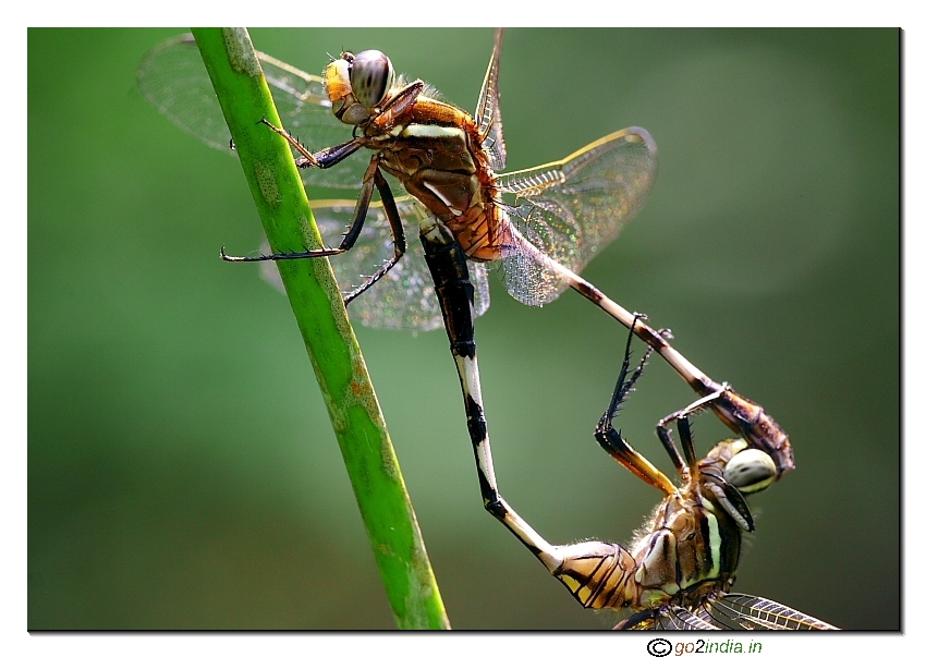 two dragon flies mating close up view