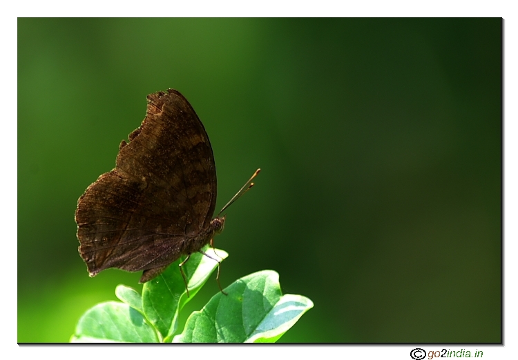 butterfly on a small leaf with black and brown wings