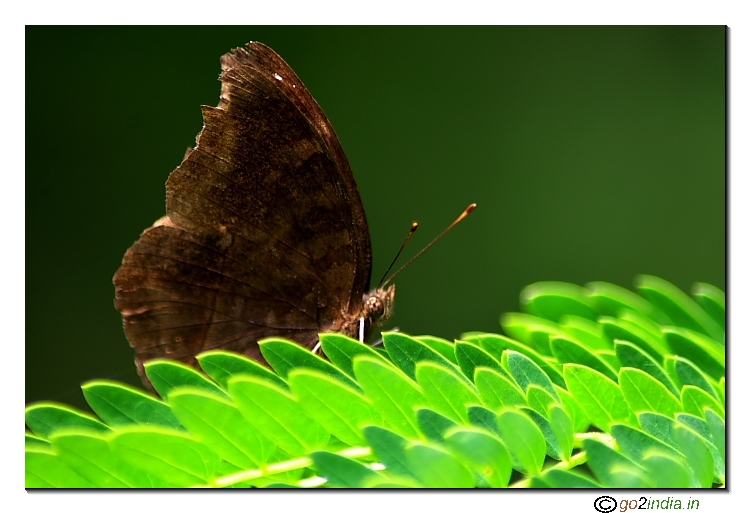 Dark winged butterfly with green leaves at foreground