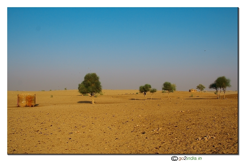 Small trees inside desert 
