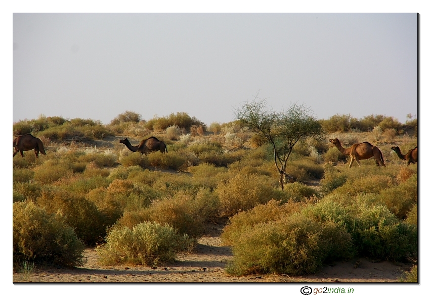 Group of camels near Dhaneli village