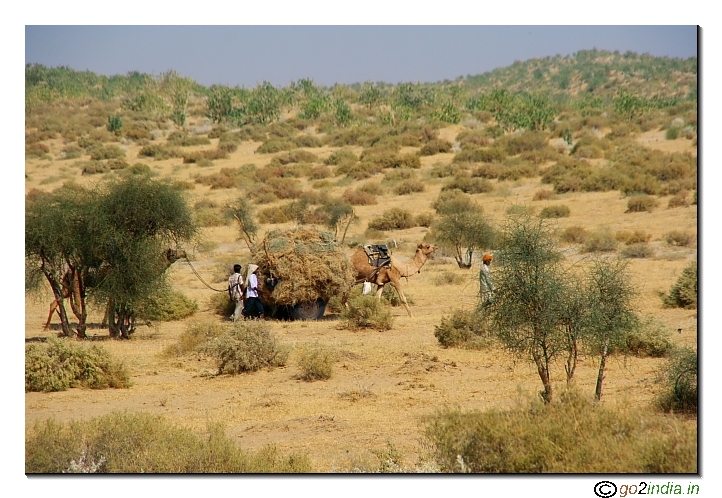 Camel used for day today work inside desert