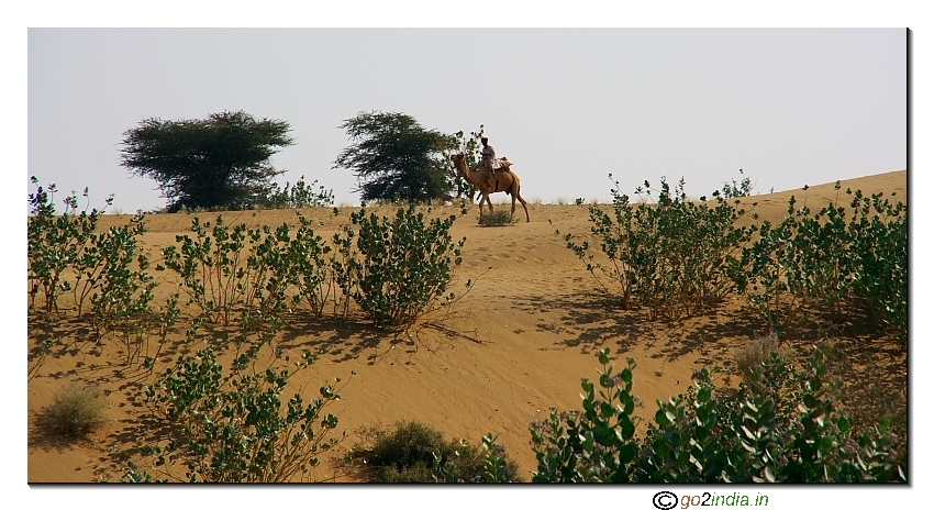 Desert and small trees 