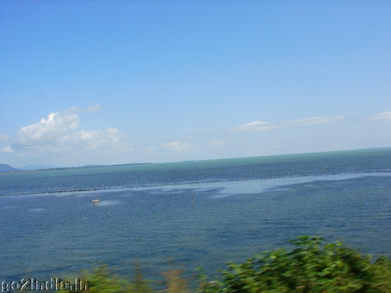 salt water Chilika Lake