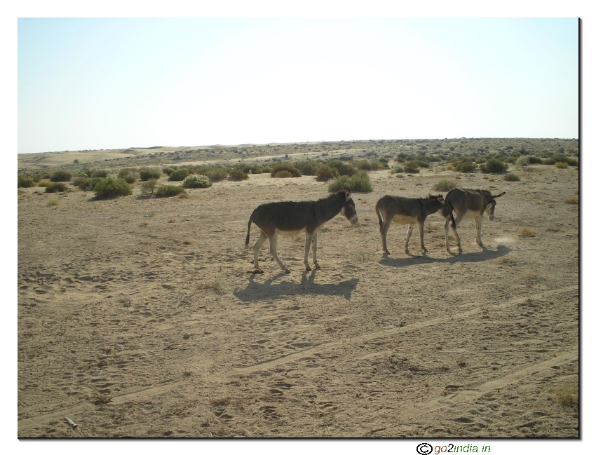 Donkeys in desert 