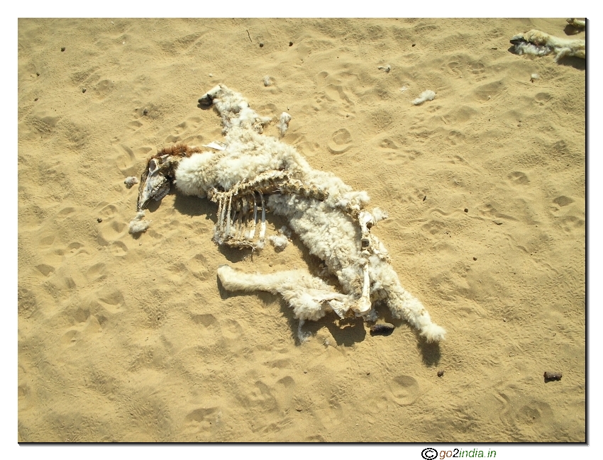 Dead animal in desert trekking