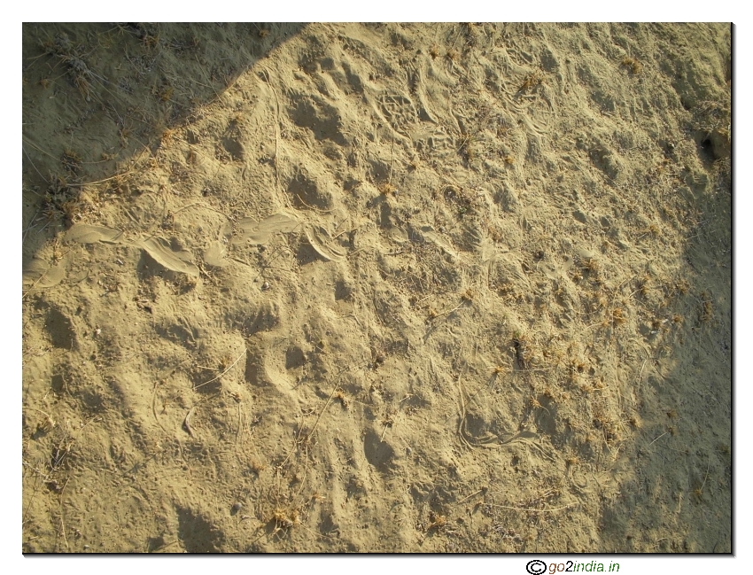 marking on sand - snake crossing the road