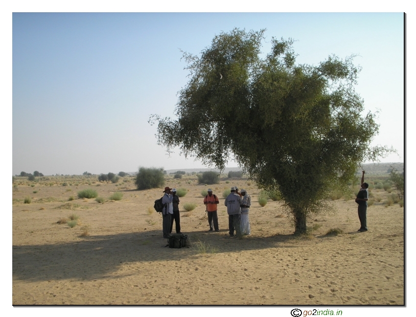 Big trees are very rare inside desert