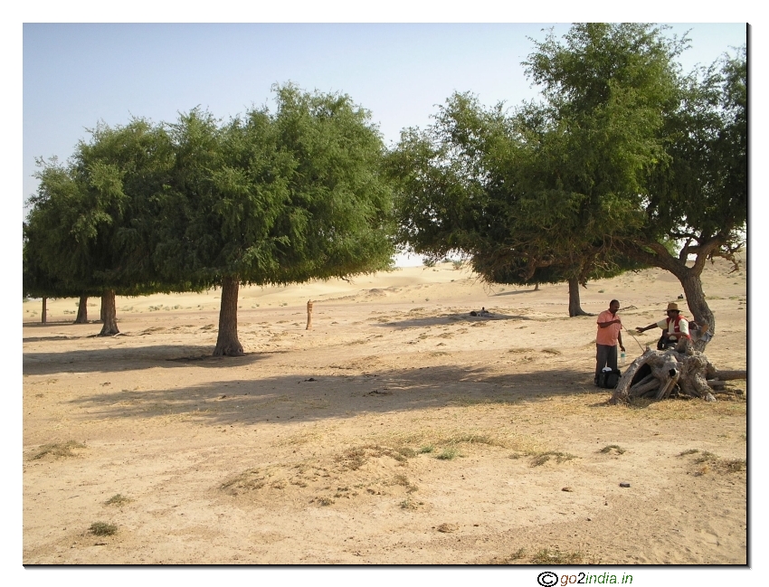 Few trees within desert